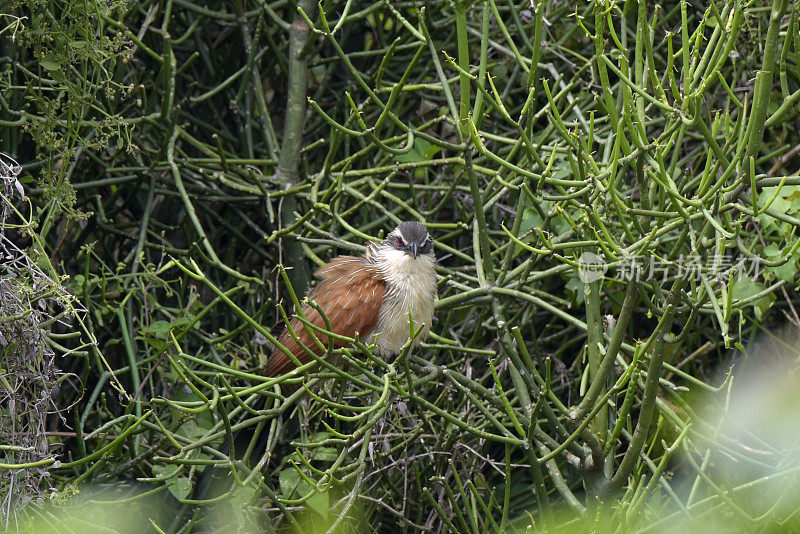 White-browed Coucal